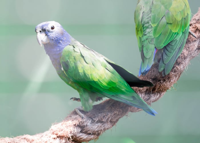 Pionus Parrot