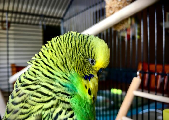 tricks to teach your bird