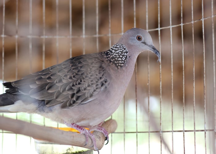 Dove Quiet Pet Bird