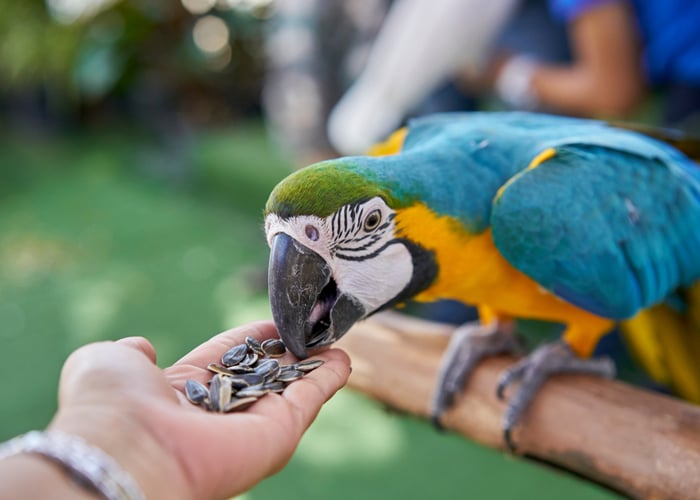 poisonous to birds