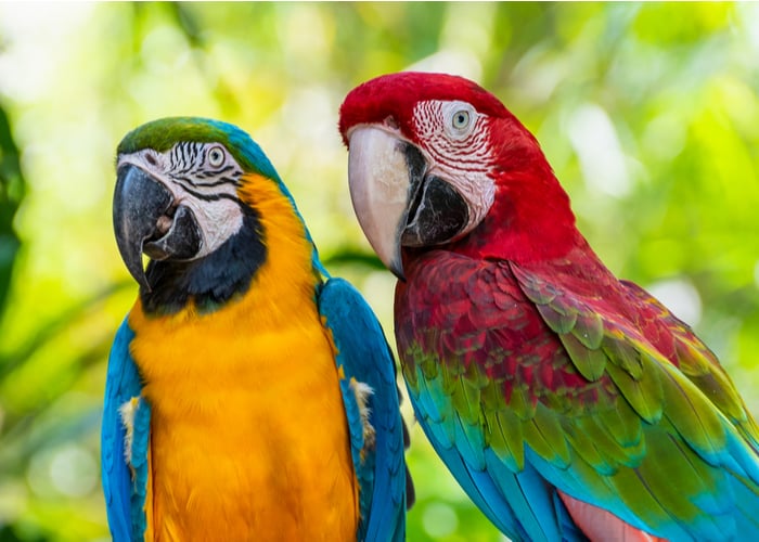tricks to teach birds