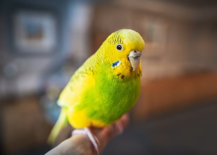 Parakeets
