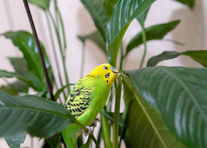 poisonous to birds