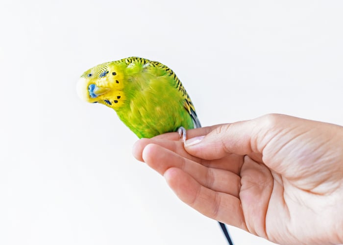 tricks to teach your bird
