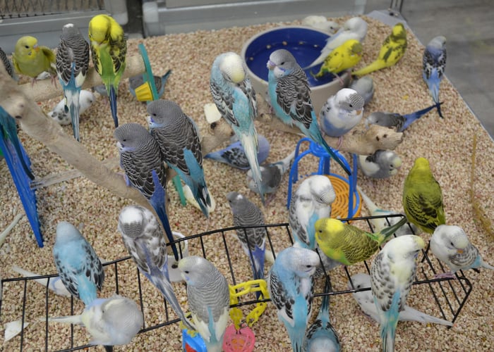 Parakeets