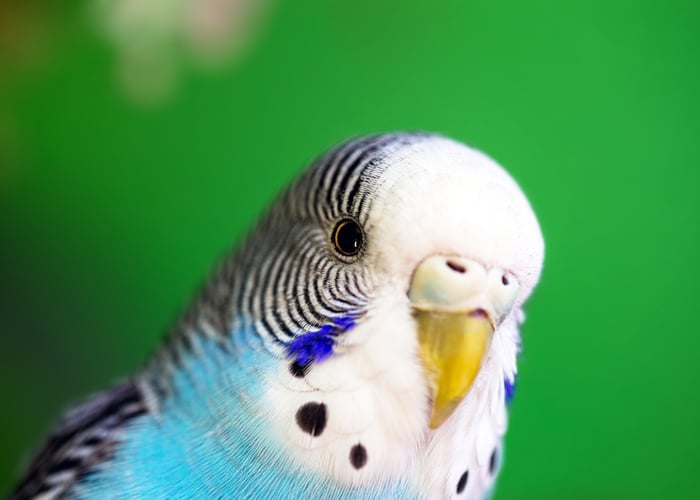 Parakeets
