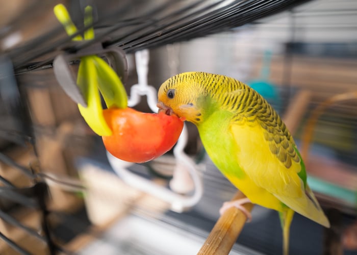 Budgerigar