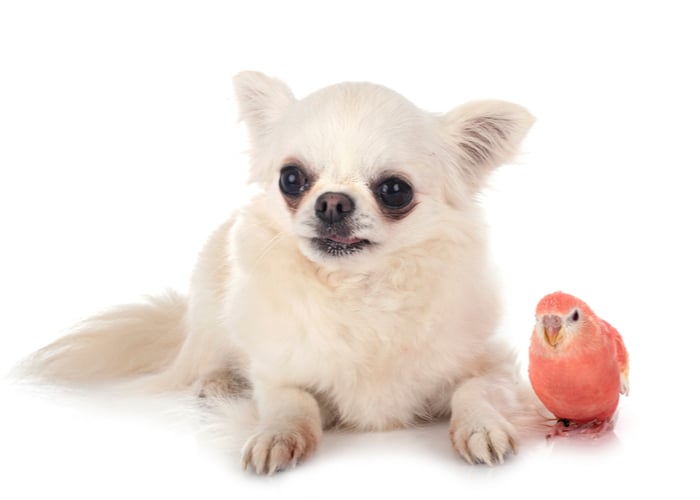 Bourke’s Parakeet pet birds for children