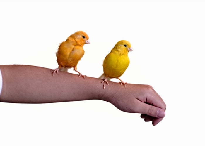 pet bird and children Canary