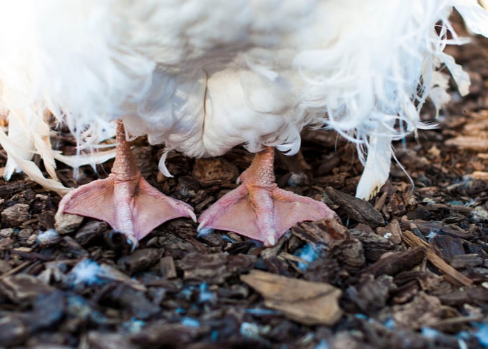 Sebastopol Goose