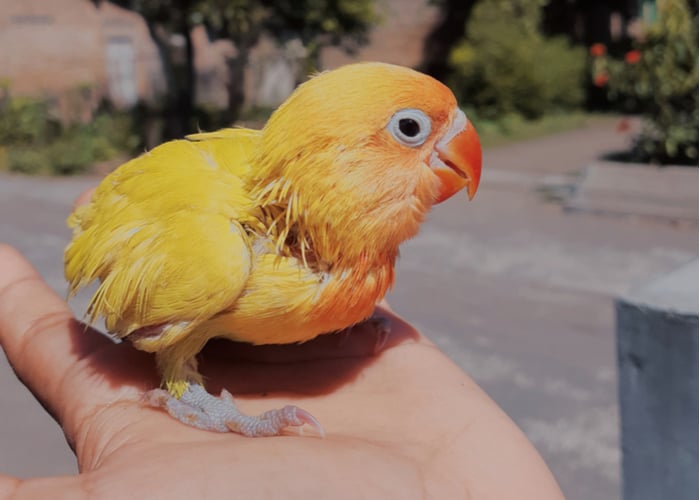 pet bird and children lovebird