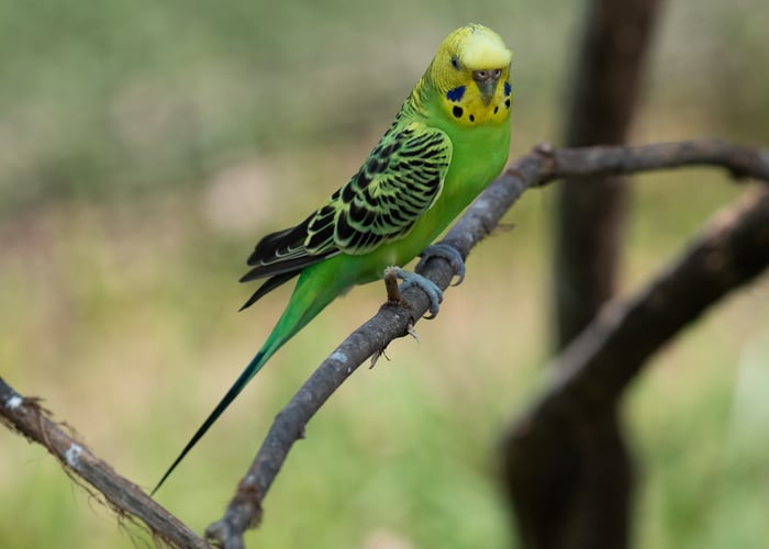 Parakeets