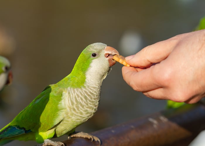 Quaker Parrots az bakım gerektiren evcil hayvan kuşları Quaker Parrots az bakım gerektiren evcil hayvan kuşları