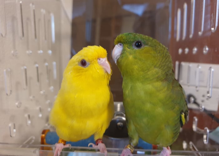 Lineolated Parakeet low-maintenance birds