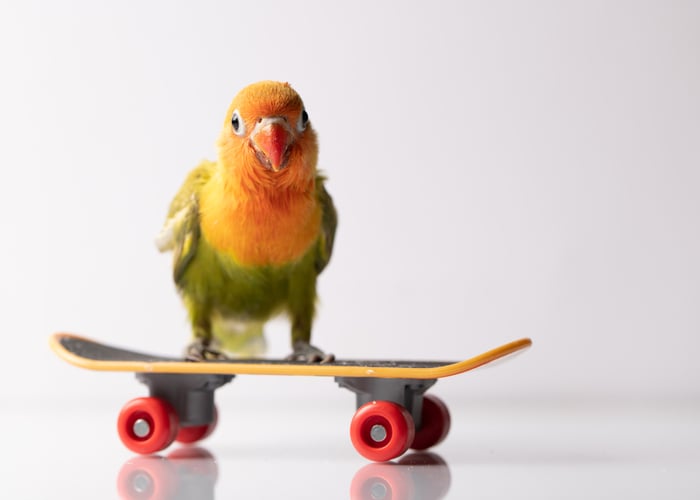 tricks to teach your bird