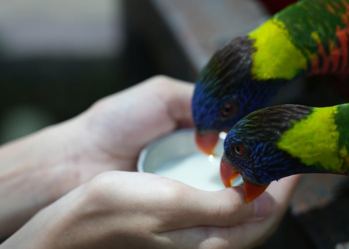poisonous to birds