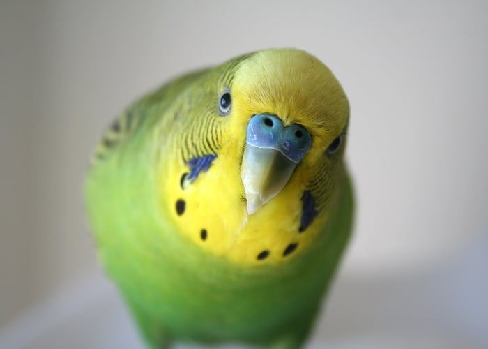 Parakeets