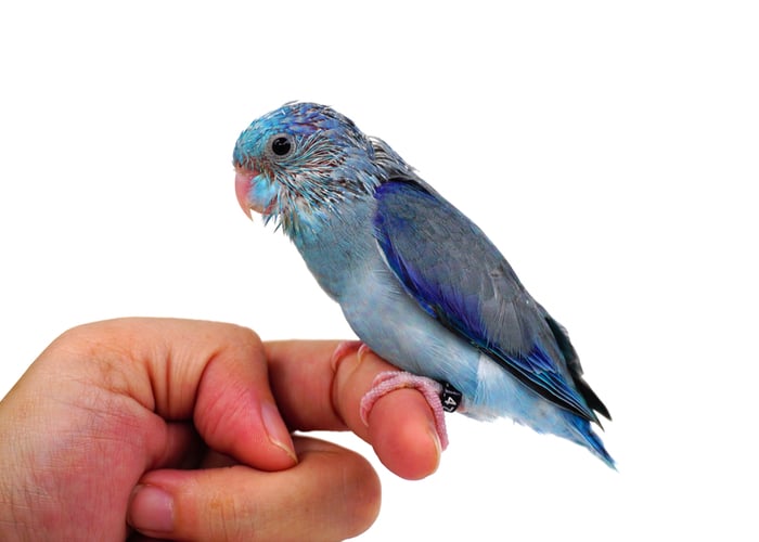 pet birds and children Pacific Parrotlet