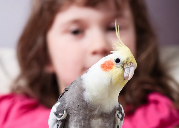 pet birds for children Cockatiel