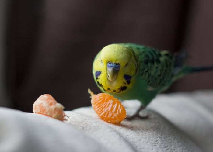 poisonous to birds