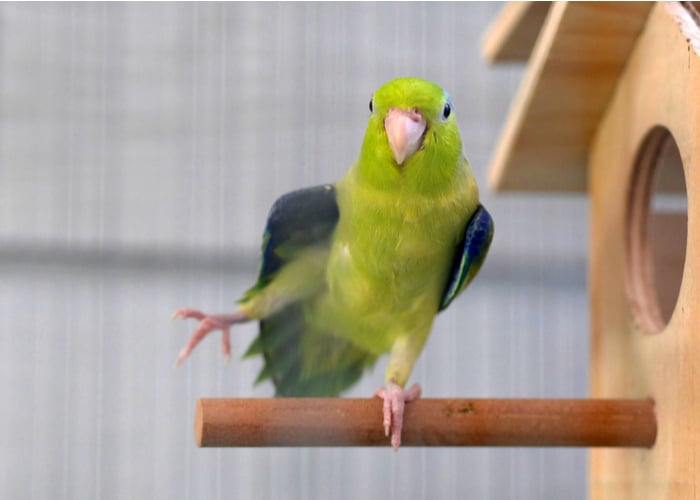 quiet pet bird Parrotlet