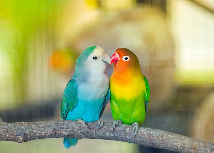 low-maintenance birds lovebird