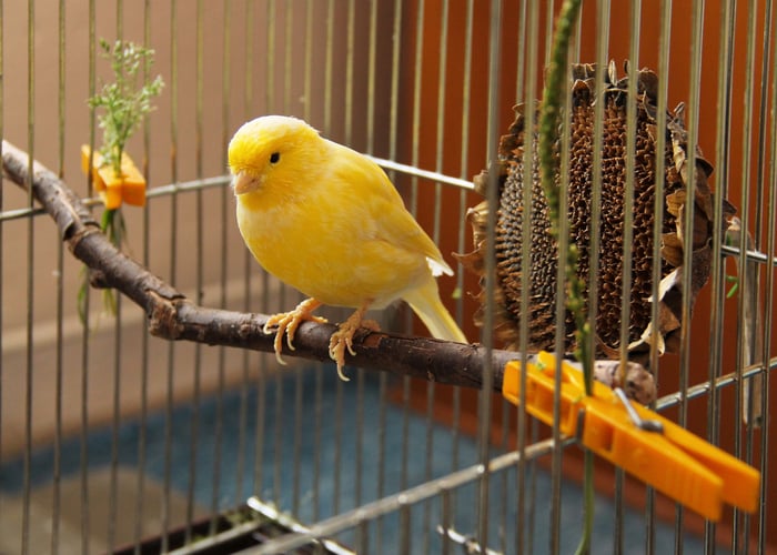 Canary