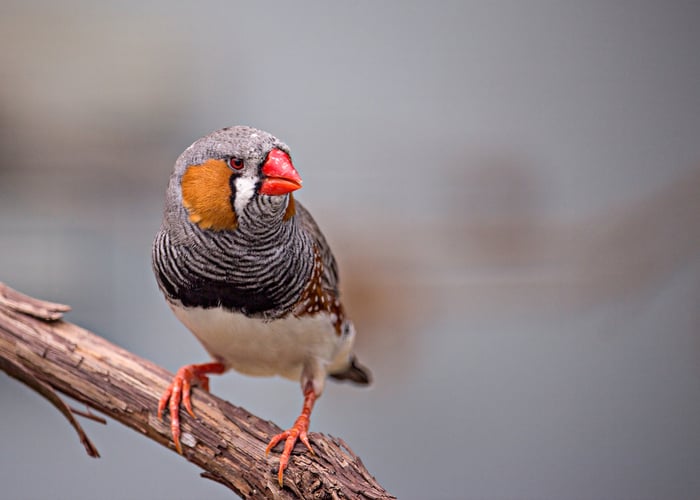 Quiet Pet Bird Finch