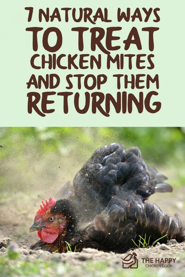 7 Natural Ways to Treat Chicken Mites and Stop Them Returning