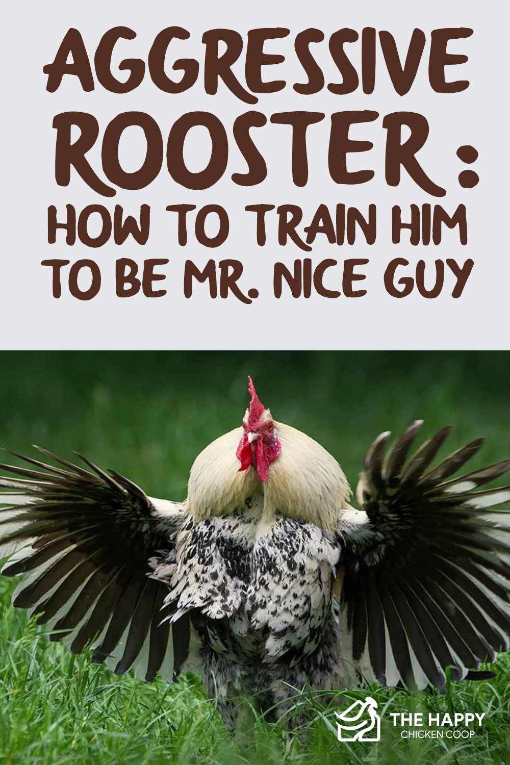 Aggressive Rooster How to Train Him to be Mr. Nice Guy