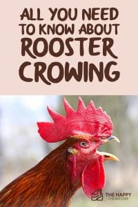 All You Need To Know About Rooster Crowing