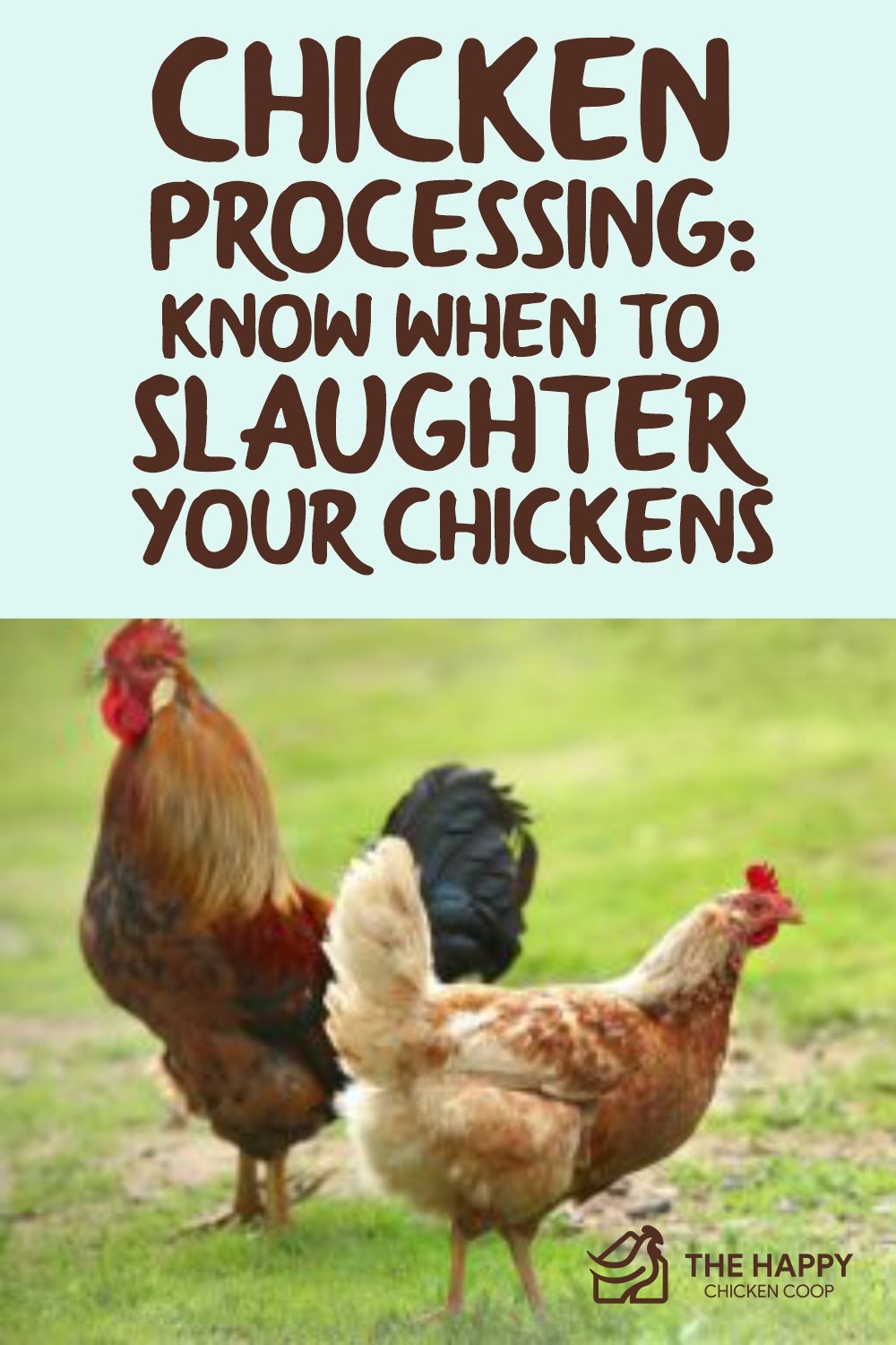 Chicken Processing- Know When To Slaughter Your Chickens