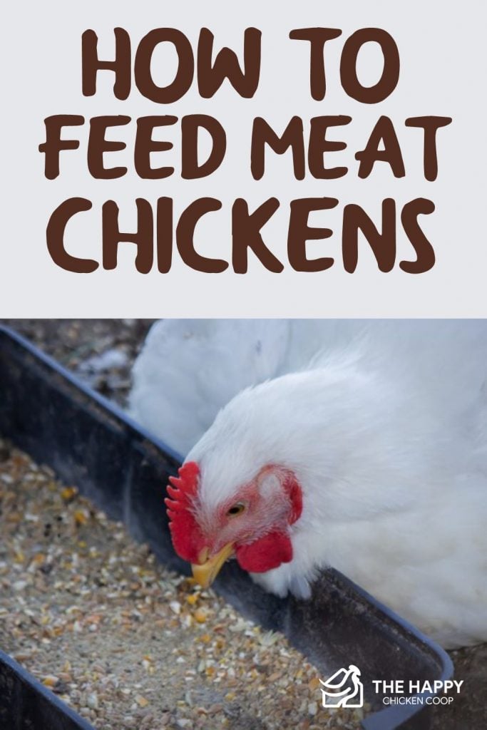 Feed Meat Chickens