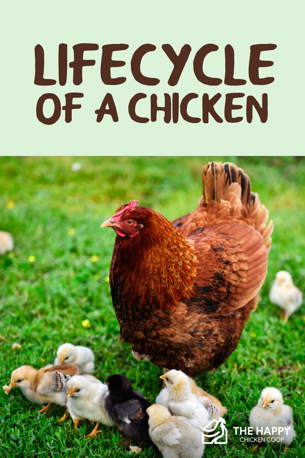 Washing Eggs - The Why And How - The Happy Chicken Coop