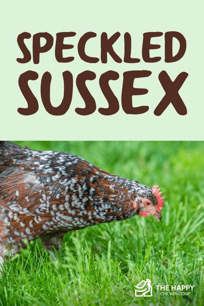 Speckled Sussex