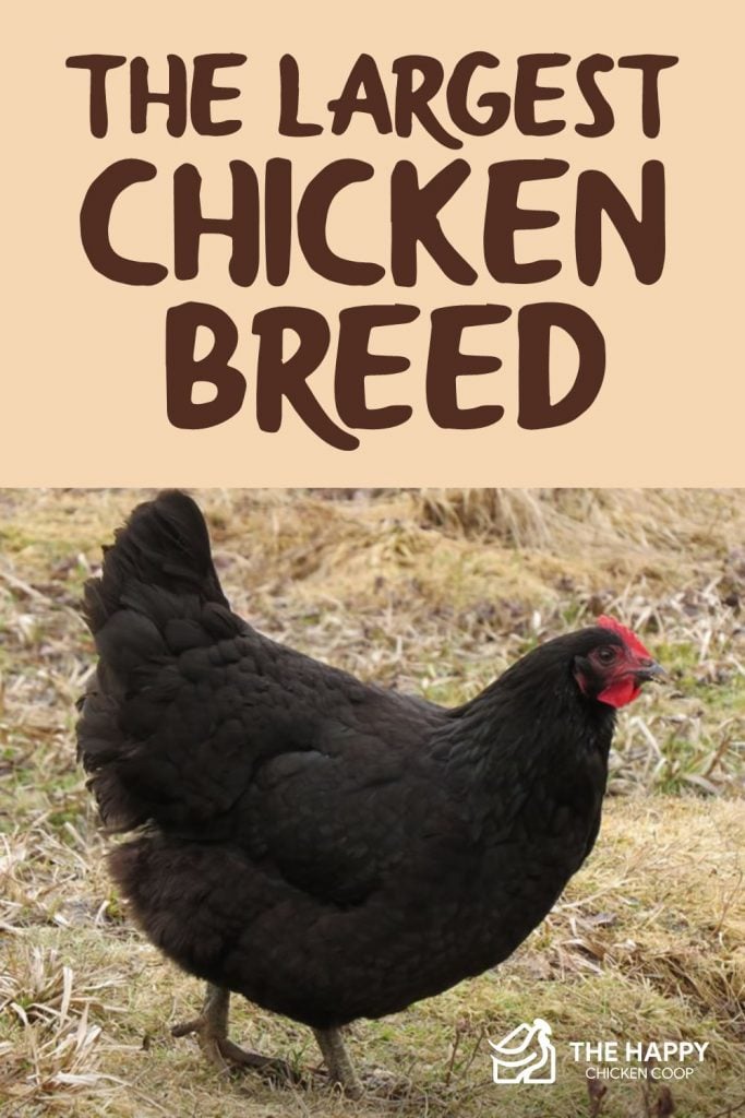 Largest Chicken Breed