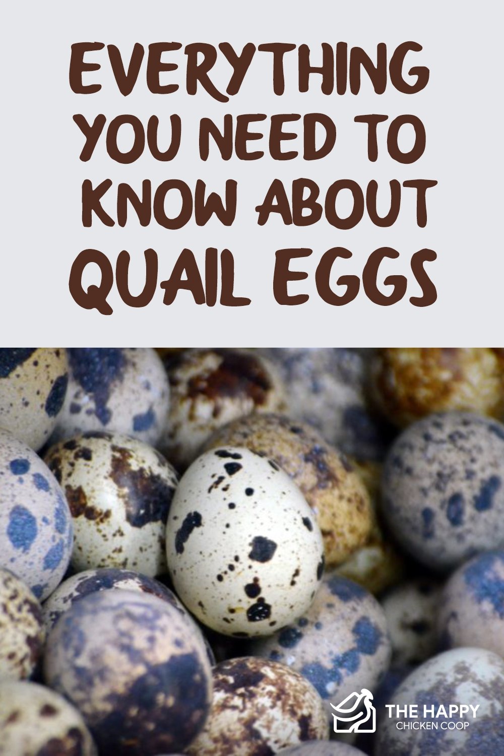 everything you need to know about quail eggs