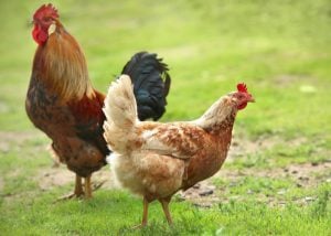 chicken processing