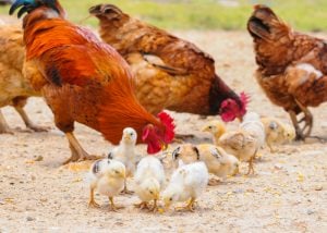 feed meat chicken
