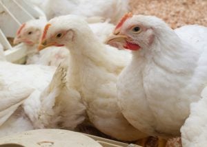 chicken processing