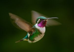 hummingbird