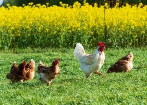 Summer Chicken Care