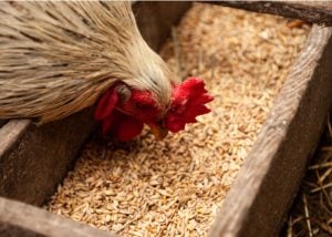 Summer Chicken Care