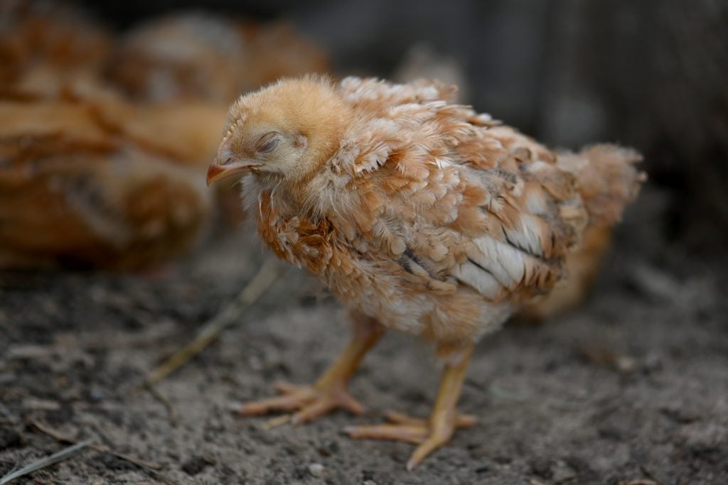 sick chicken