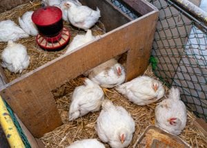 feed meat chicken
