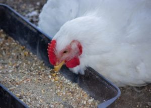 Chicken eating fermented feed for probiotics