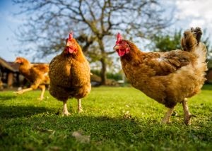 chicken processing
