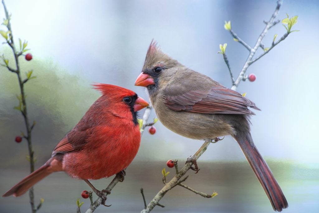 cardinals in the spring