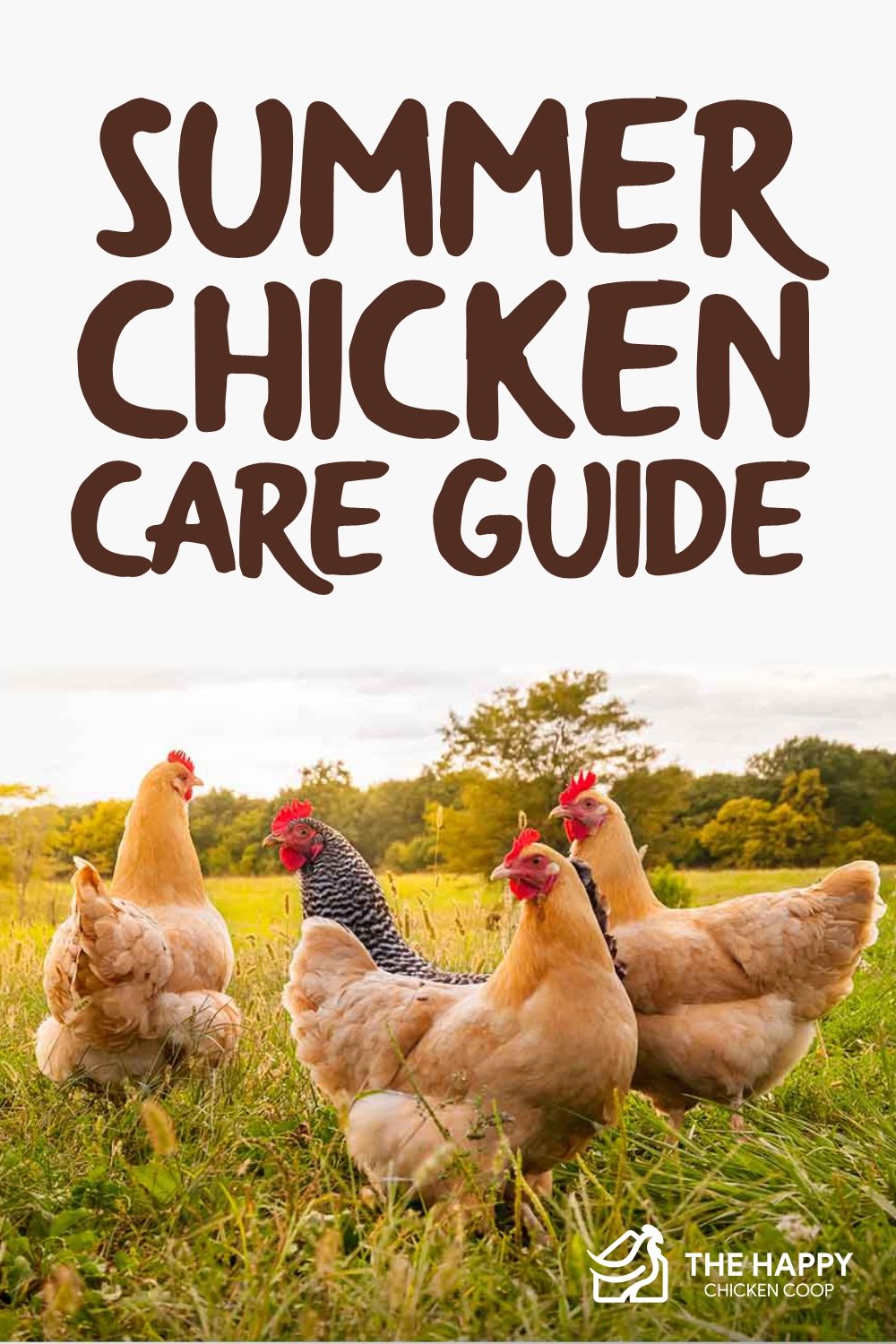 summer chicken care guide