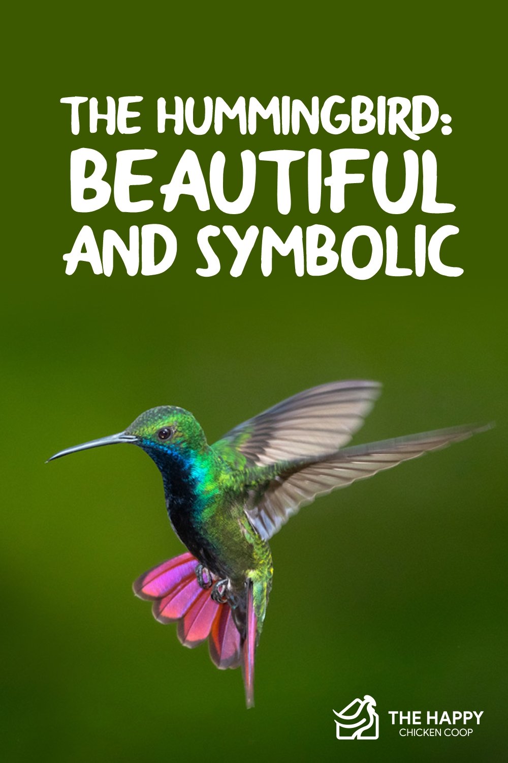 hummingbird 